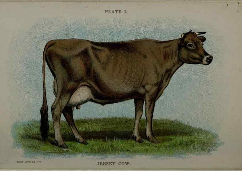 Reproducción/Reproduction 6981911831: Biggle cow book; . Philadelphia,W. Atkinson co.,1898.