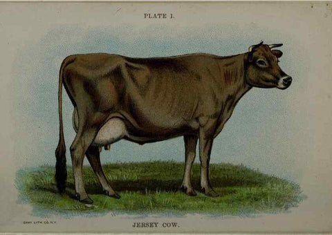 Reproducción/Reproduction 6981911831: Biggle cow book; . Philadelphia,W. Atkinson co.,1898.