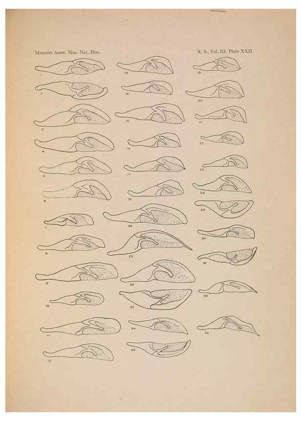 Reproducción/Reproduction 6832898420: Illustrations of the North American species of the genus Catocala,. [New York]1918.