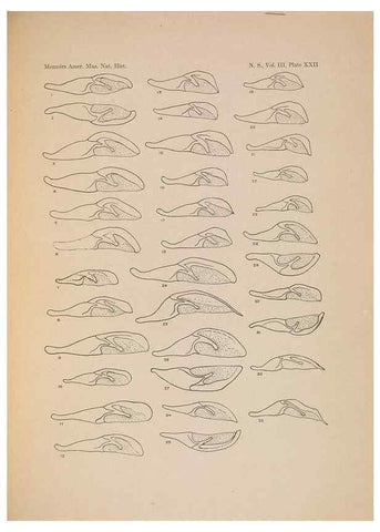 Reproducción/Reproduction 6832898420: Illustrations of the North American species of the genus Catocala,. [New York]1918.