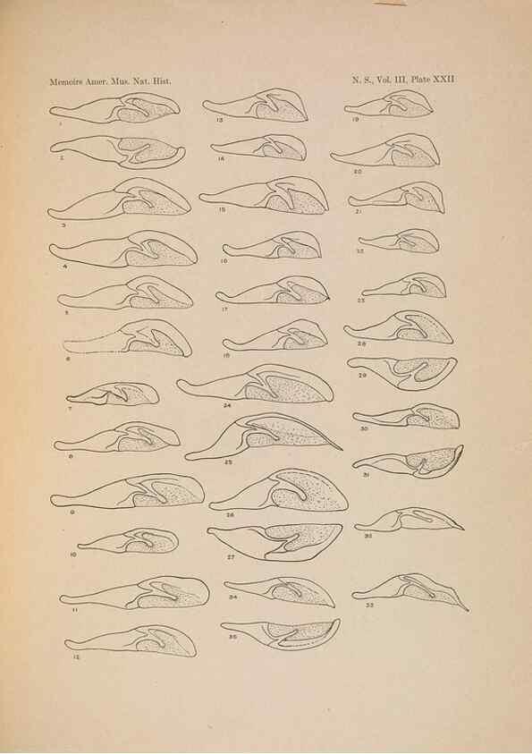 Reproducción/Reproduction 6832898420: Illustrations of the North American species of the genus Catocala,. [New York]1918.