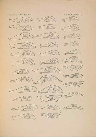 Reproducción/Reproduction 6832898420: Illustrations of the North American species of the genus Catocala,. [New York]1918.