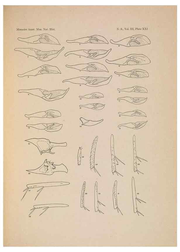 Reproducción/Reproduction 6832898192: Illustrations of the North American species of the genus Catocala,. [New York]1918.