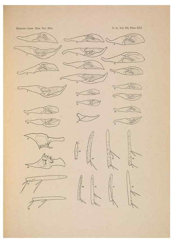 Reproducción/Reproduction 6832898192: Illustrations of the North American species of the genus Catocala,. [New York]1918.