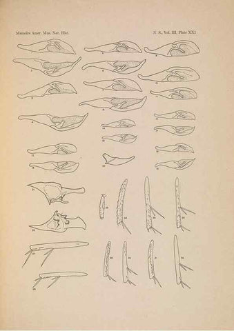 Reproducción/Reproduction 6832898192: Illustrations of the North American species of the genus Catocala,. [New York]1918.