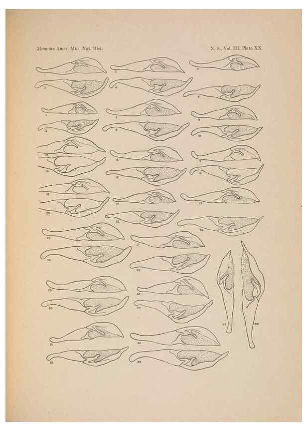 Reproducción/Reproduction 6979023513: Illustrations of the North American species of the genus Catocala,. [New York]1918.
