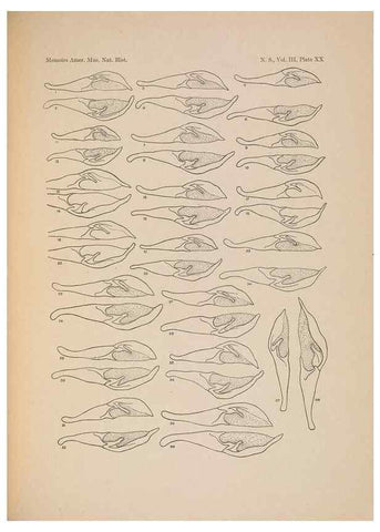 Reproducción/Reproduction 6979023513: Illustrations of the North American species of the genus Catocala,. [New York]1918.