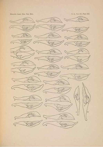 Reproducción/Reproduction 6979023513: Illustrations of the North American species of the genus Catocala,. [New York]1918.