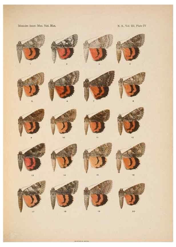 Reproducción/Reproduction 6832892936: Illustrations of the North American species of the genus Catocala,. [New York]1918.