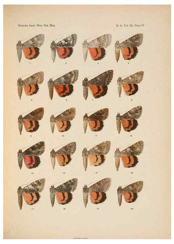 Reproducción/Reproduction 6832892936: Illustrations of the North American species of the genus Catocala,. [New York]1918.
