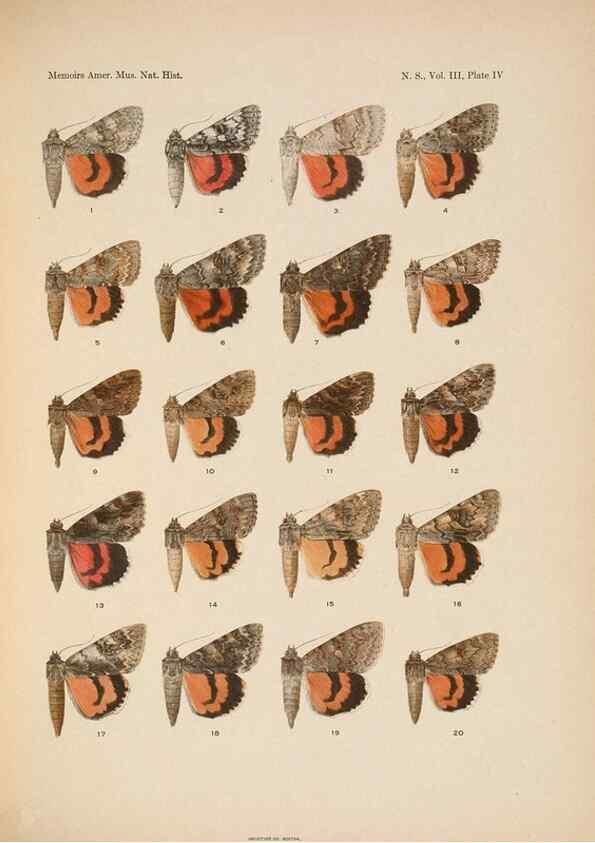 Reproducción/Reproduction 6832892936: Illustrations of the North American species of the genus Catocala,. [New York]1918.