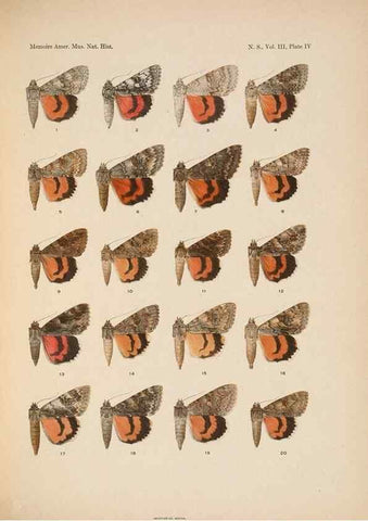 Reproducción/Reproduction 6832892936: Illustrations of the North American species of the genus Catocala,. [New York]1918.