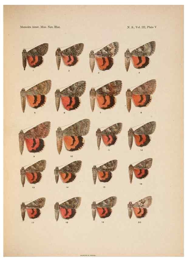 Reproducción/Reproduction 6832893226: Illustrations of the North American species of the genus Catocala,. [New York]1918.