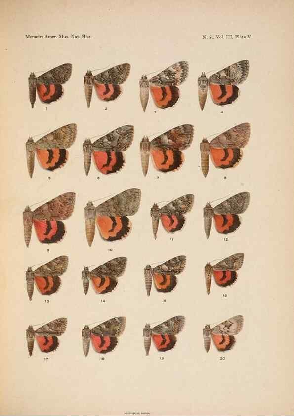 Reproducción/Reproduction 6832893226: Illustrations of the North American species of the genus Catocala,. [New York]1918.