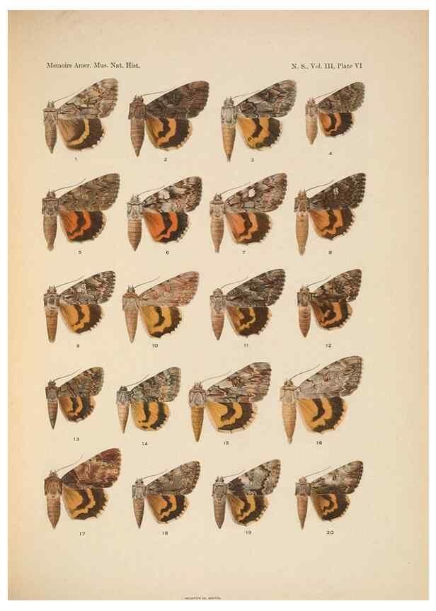 Reproducción/Reproduction 6979019329: Illustrations of the North American species of the genus Catocala,. [New York]1918.
