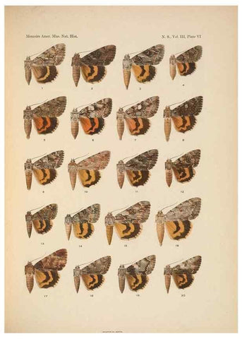 Reproducción/Reproduction 6979019329: Illustrations of the North American species of the genus Catocala,. [New York]1918.