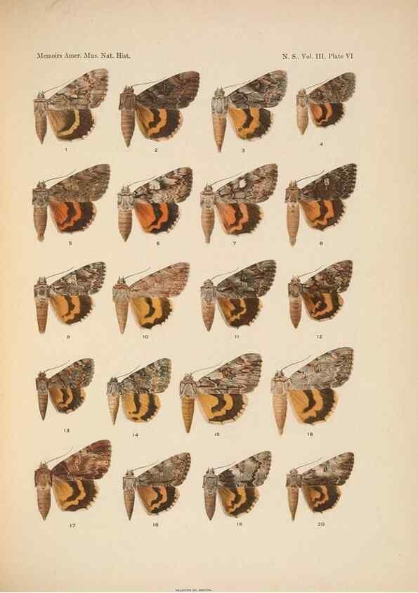 Reproducción/Reproduction 6979019329: Illustrations of the North American species of the genus Catocala,. [New York]1918.