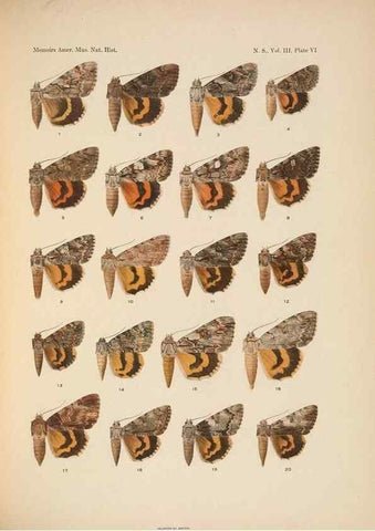 Reproducción/Reproduction 6979019329: Illustrations of the North American species of the genus Catocala,. [New York]1918.