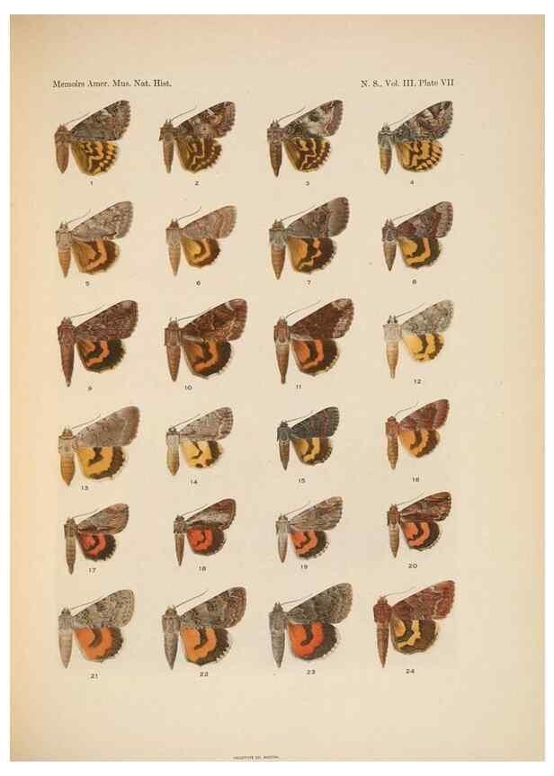 Reproducción/Reproduction 6979019683: Illustrations of the North American species of the genus Catocala,. [New York]1918.