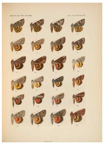 Reproducción/Reproduction 6979019683: Illustrations of the North American species of the genus Catocala,. [New York]1918.