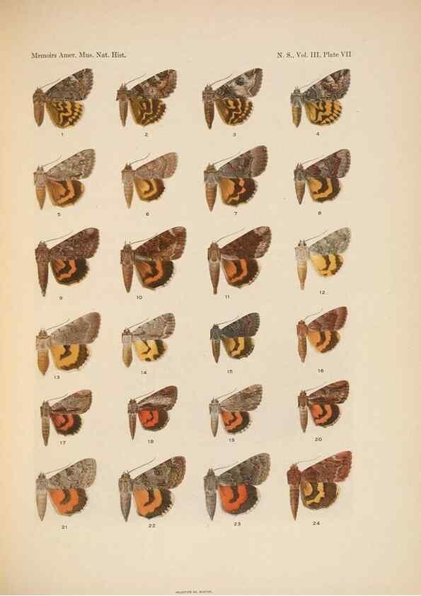 Reproducción/Reproduction 6979019683: Illustrations of the North American species of the genus Catocala,. [New York]1918.