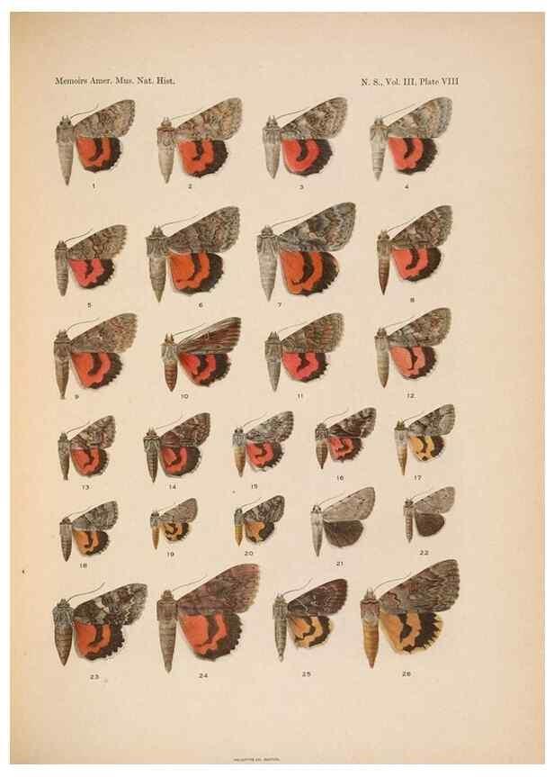 Reproducción/Reproduction 6832894194: Illustrations of the North American species of the genus Catocala,. [New York]1918.