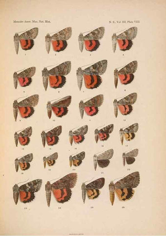 Reproducción/Reproduction 6832894194: Illustrations of the North American species of the genus Catocala,. [New York]1918.