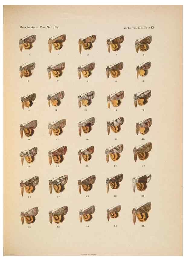 Reproducción/Reproduction 6832894512: Illustrations of the North American species of the genus Catocala,. [New York]1918.