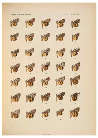 Reproducción/Reproduction 6832894512: Illustrations of the North American species of the genus Catocala,. [New York]1918.