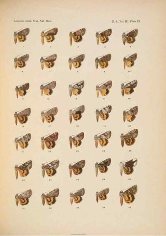Reproducción/Reproduction 6832894512: Illustrations of the North American species of the genus Catocala,. [New York]1918.