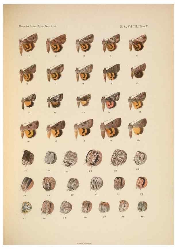Reproducción/Reproduction 6832894800: Illustrations of the North American species of the genus Catocala,. [New York]1918.