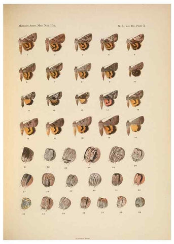Reproducción/Reproduction 6832894800: Illustrations of the North American species of the genus Catocala,. [New York]1918.