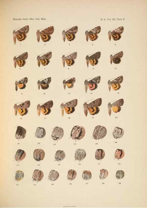Reproducción/Reproduction 6832894800: Illustrations of the North American species of the genus Catocala,. [New York]1918.