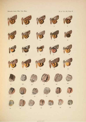Reproducción/Reproduction 6832894800: Illustrations of the North American species of the genus Catocala,. [New York]1918.