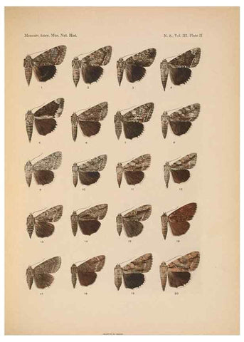 Reproducción/Reproduction 6979017885: Illustrations of the North American species of the genus Catocala,. [New York]1918.