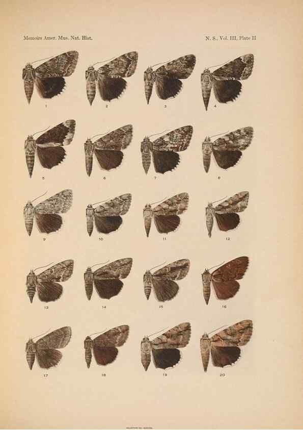 Reproducción/Reproduction 6979017885: Illustrations of the North American species of the genus Catocala,. [New York]1918.