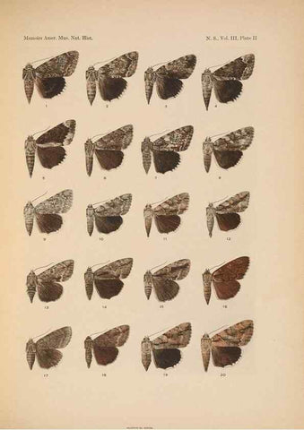 Reproducción/Reproduction 6979017885: Illustrations of the North American species of the genus Catocala,. [New York]1918.