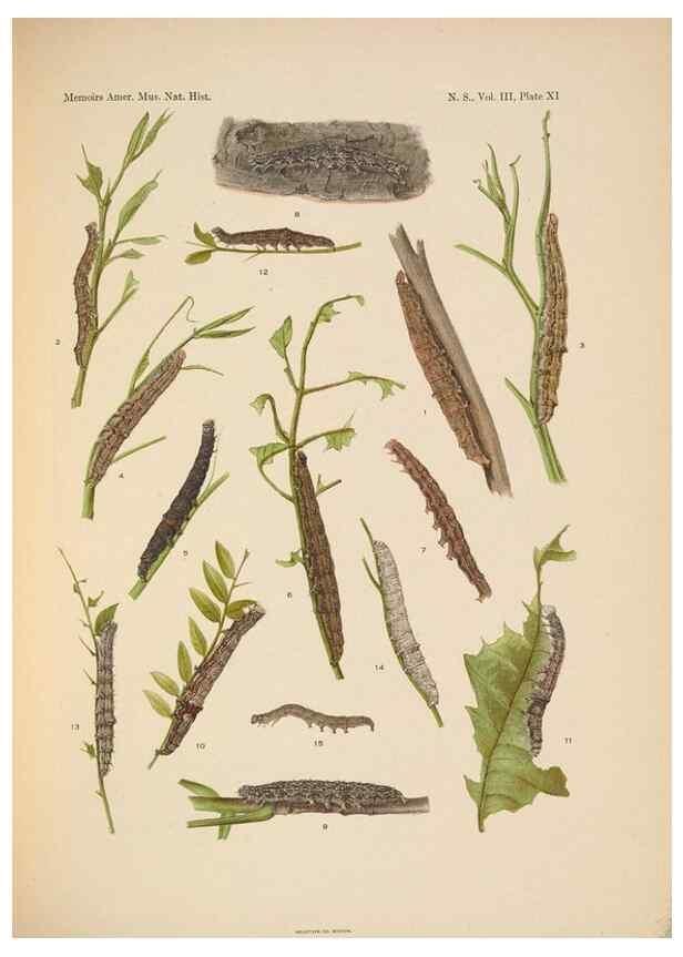 Reproducción/Reproduction 6832895276: Illustrations of the North American species of the genus Catocala,. [New York]1918.