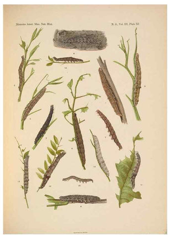 Reproducción/Reproduction 6832895276: Illustrations of the North American species of the genus Catocala,. [New York]1918.