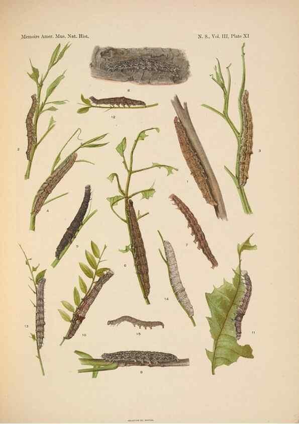 Reproducción/Reproduction 6832895276: Illustrations of the North American species of the genus Catocala,. [New York]1918.