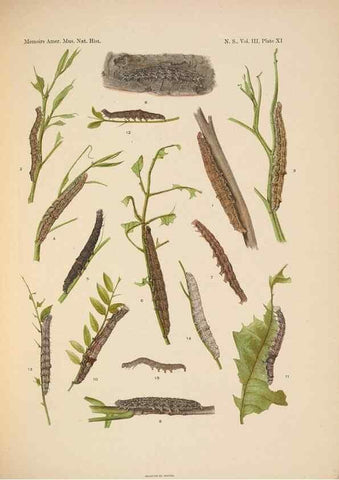 Reproducción/Reproduction 6832895276: Illustrations of the North American species of the genus Catocala,. [New York]1918.