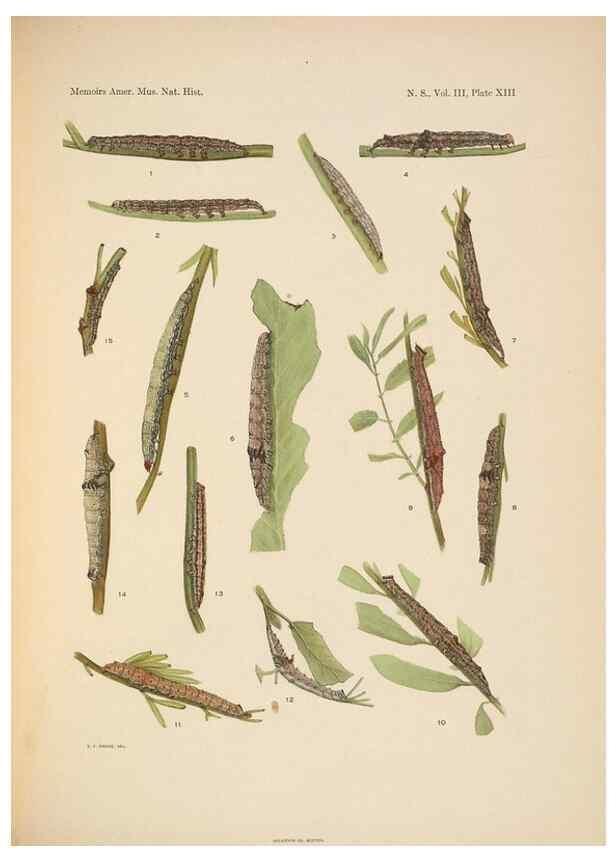 Reproducción/Reproduction 6979021603: Illustrations of the North American species of the genus Catocala,. [New York]1918.