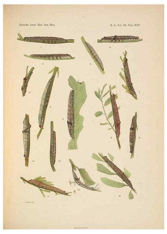 Reproducción/Reproduction 6979021603: Illustrations of the North American species of the genus Catocala,. [New York]1918.