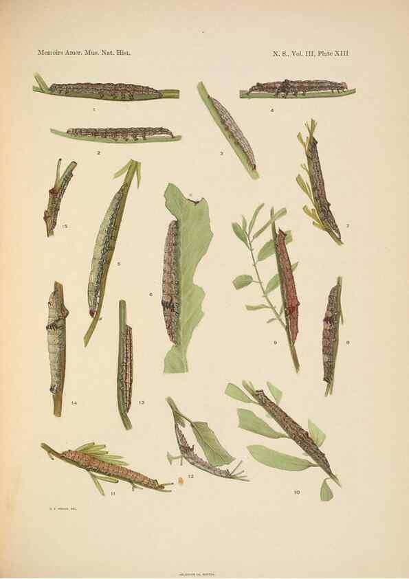 Reproducción/Reproduction 6979021603: Illustrations of the North American species of the genus Catocala,. [New York]1918.