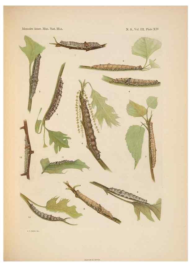 Reproducción/Reproduction 6979021925: Illustrations of the North American species of the genus Catocala,. [New York]1918.