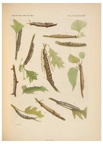 Reproducción/Reproduction 6979021925: Illustrations of the North American species of the genus Catocala,. [New York]1918.