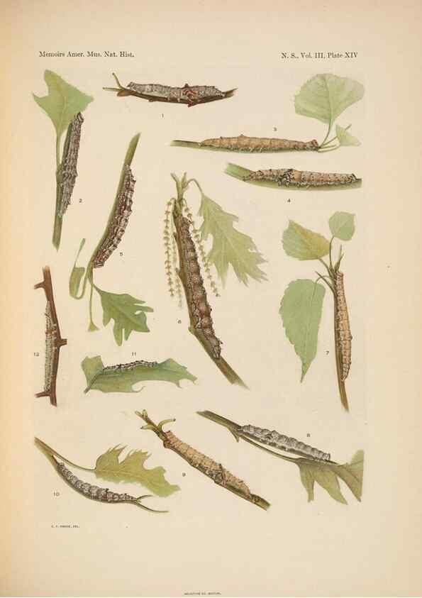 Reproducción/Reproduction 6979021925: Illustrations of the North American species of the genus Catocala,. [New York]1918.
