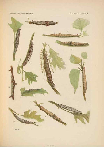 Reproducción/Reproduction 6979021925: Illustrations of the North American species of the genus Catocala,. [New York]1918.