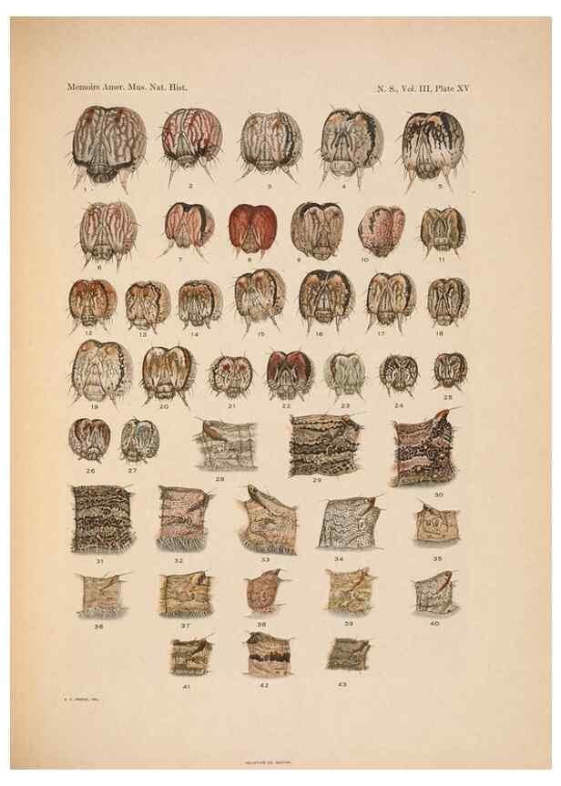 Reproducción/Reproduction 6979022215: Illustrations of the North American species of the genus Catocala,. [New York]1918.