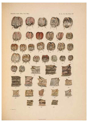 Reproducción/Reproduction 6979022215: Illustrations of the North American species of the genus Catocala,. [New York]1918.
